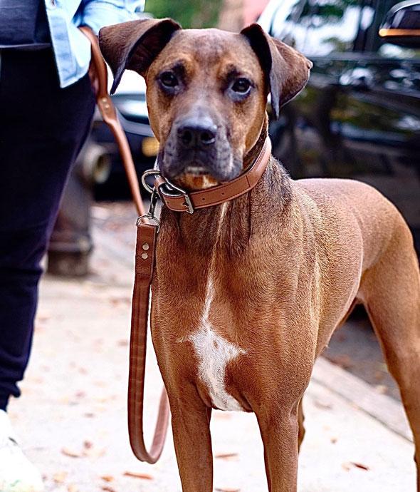 Made from top-quality full-grain leather, the Hadley leather dog leash is a sophisticated choice for your furry friend. The Hadley leather dog leash features a solid brass swivel snap that clips to your dogs collar and is padded with 1/2" rope for comfort and strength. #color_espresso