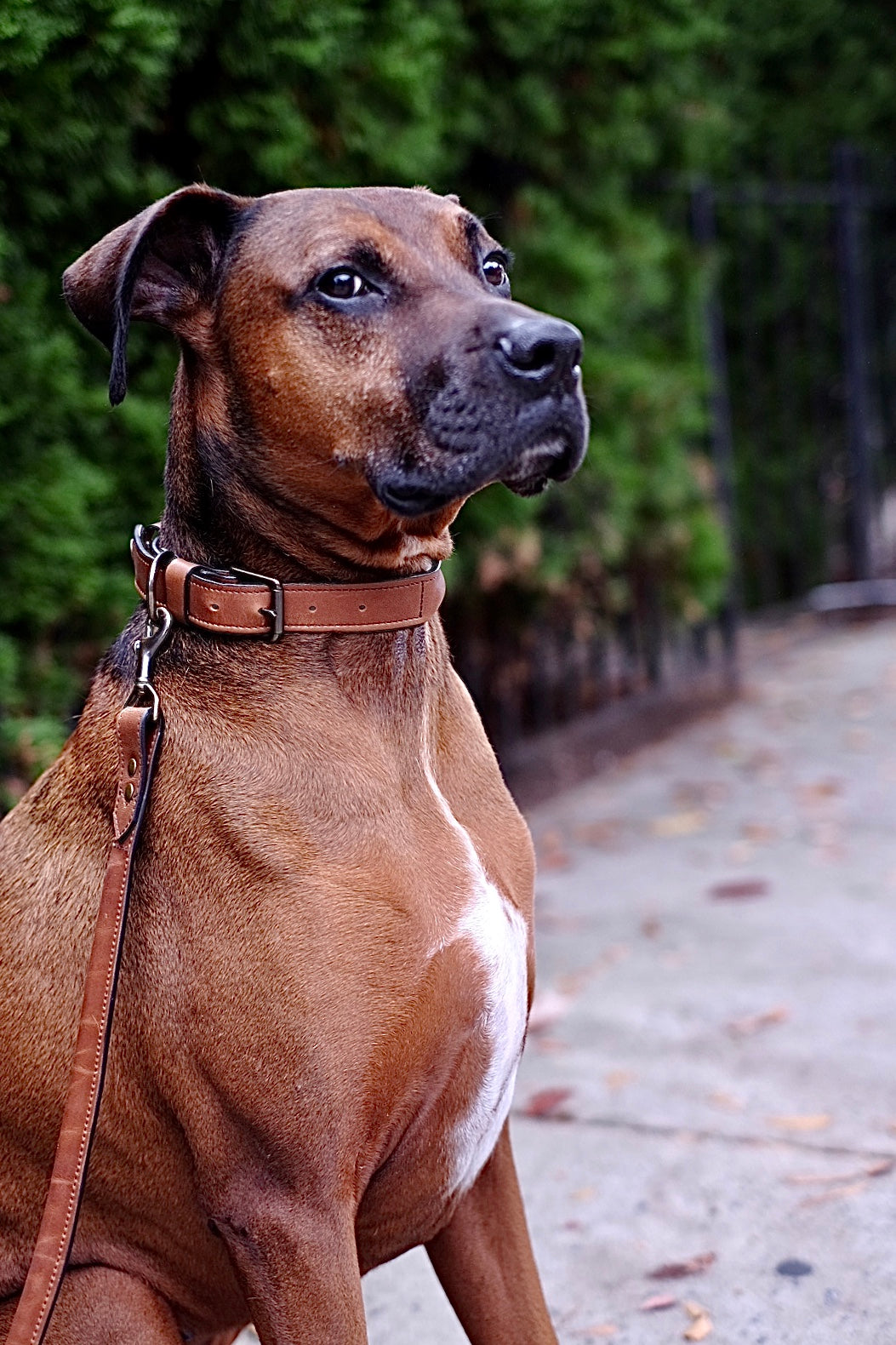 Hadley Leather Dog Leash #color_espresso