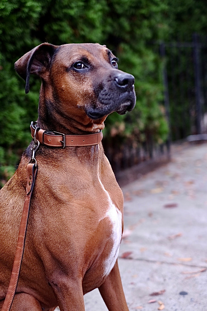 Hadley Leather Dog Leash #color_espresso
