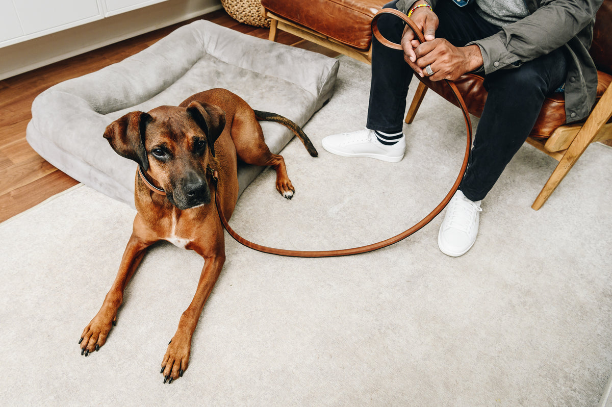 Gordon Leather Dog Collar #color_espresso