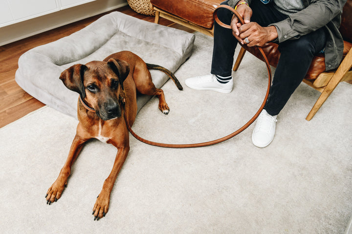 Gordon Leather Dog Collar #color_espresso