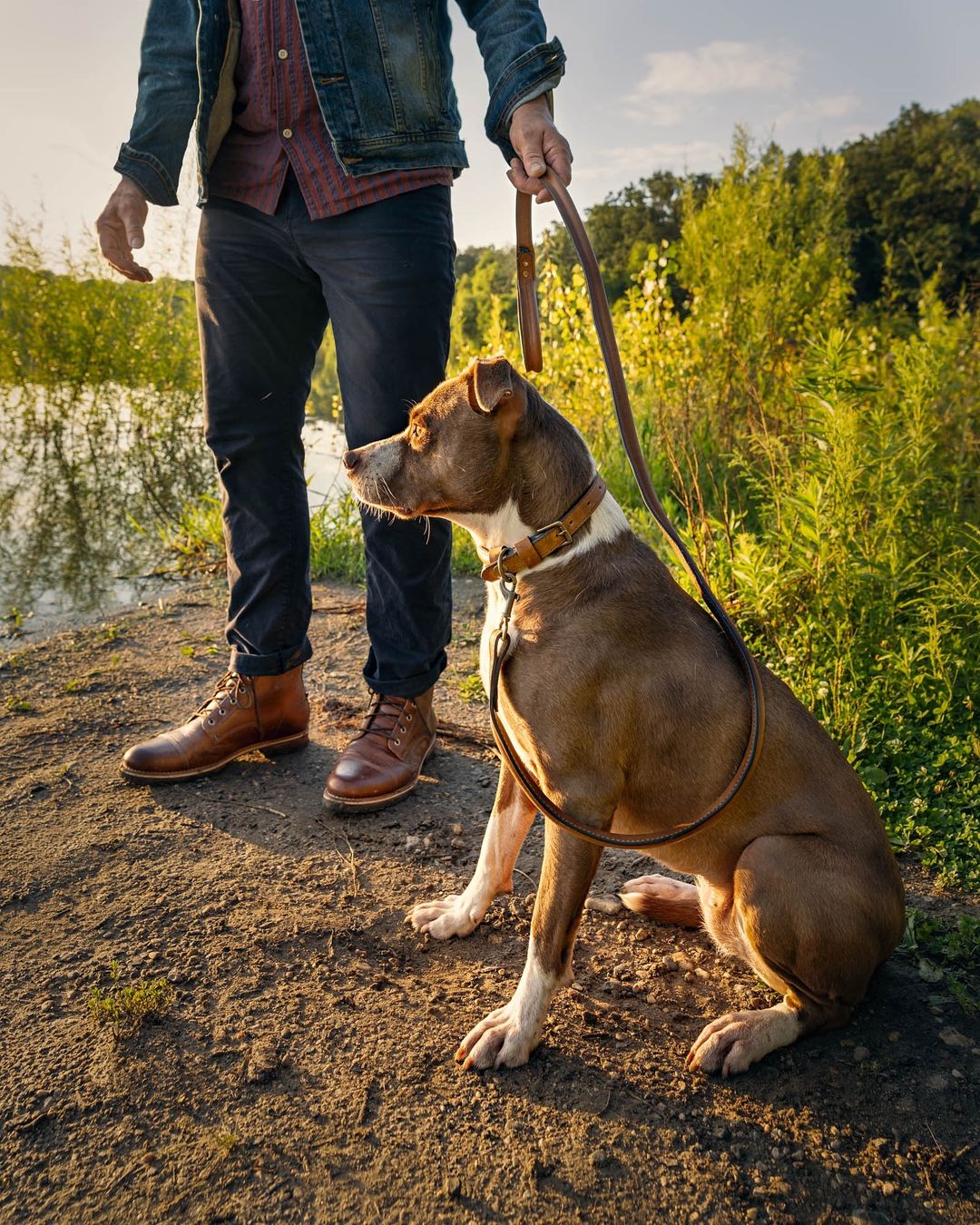 Pet Accessories