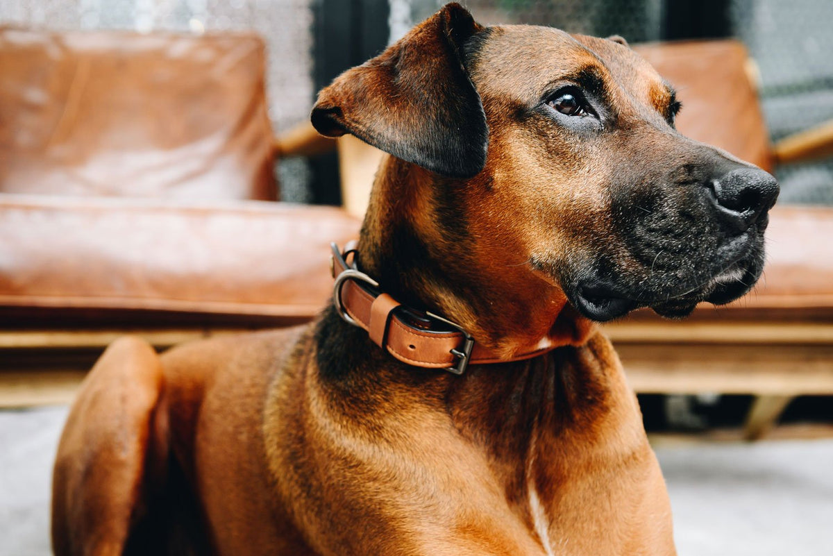 Give your four-legged friend a refined upgrade with this full-grain leather dog collar. Available in three sizes, the Gordon leather dog collar includes a secure solid brass buckle and features a leather keeper with snap to ensure a comfortable fit.